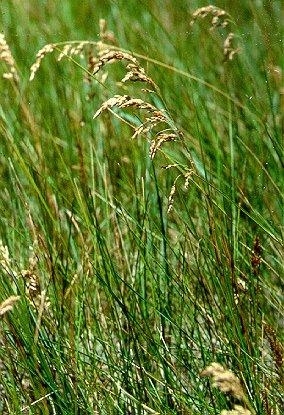 Трава мятлик для газона фото