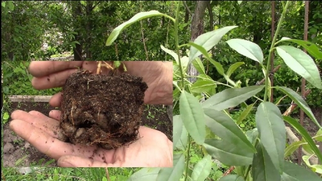 Посадка миндаля Посадка миндаля