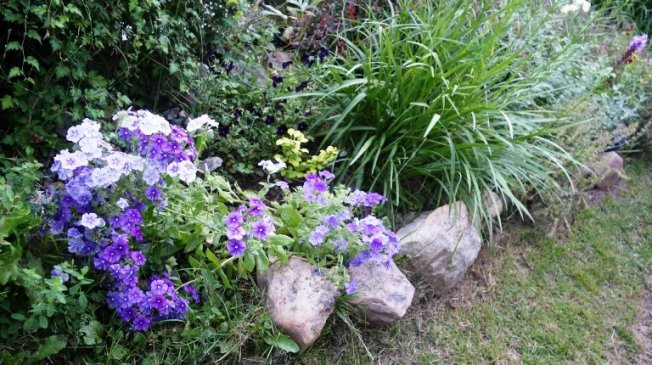 Флокс Друммонда в ландшафтном дизайне