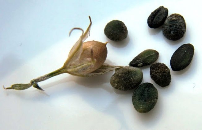 Семена флокса Друммонда