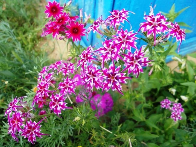 Флоксы Друммонда однолетники