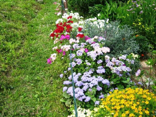 Флокс Друммонда в ландшафтном дизайне