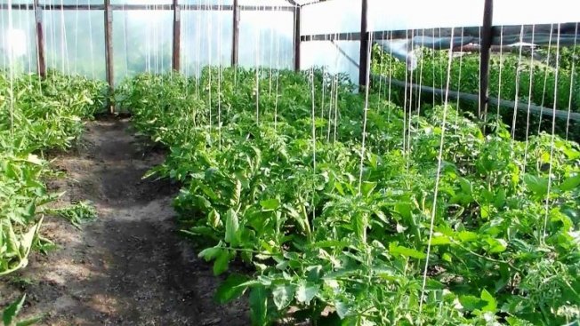 Подвязывание томатов