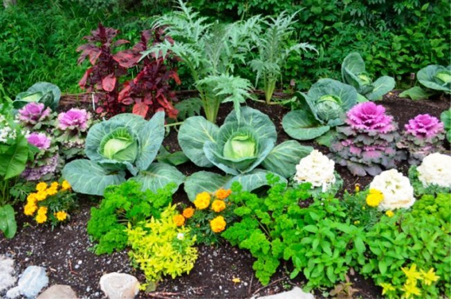 Цветы и овощи на грядках