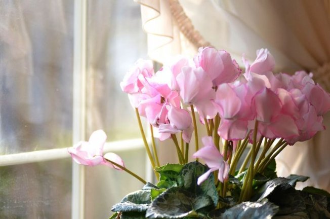 Магические свойства, значение растения Магические свойства, значение растения