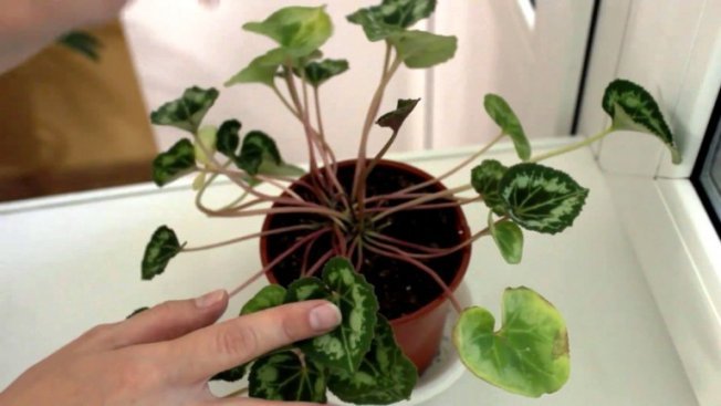 Период спокойствия у цикламена Период спокойствия у цикламена