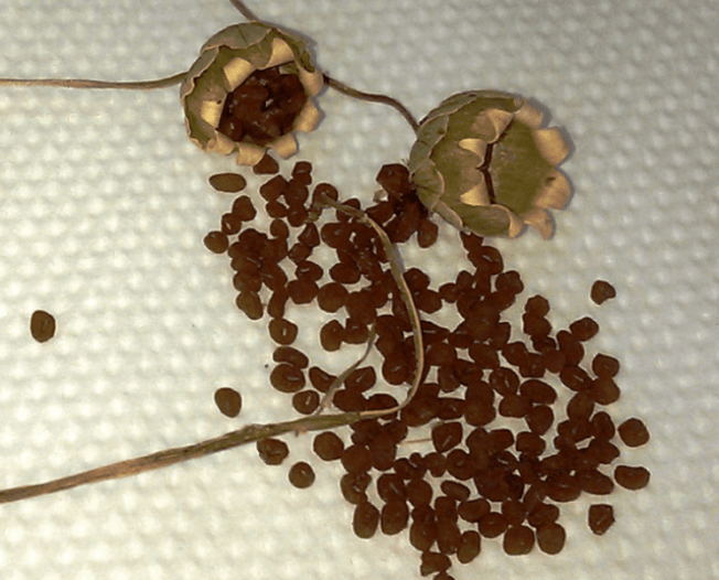 Семена цикламена Семена цикламена