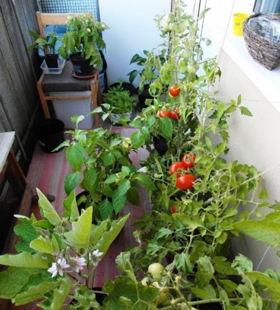 Выращивание овощей на балконе