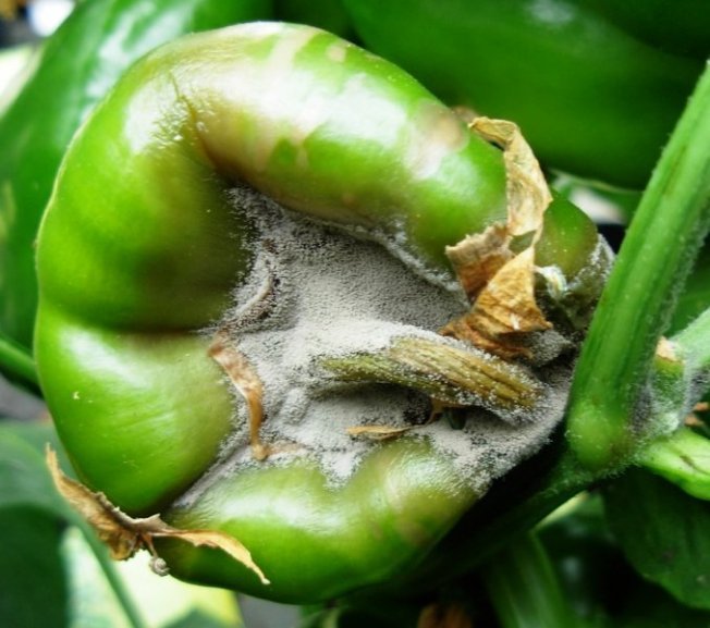 Симптомы белой гнили Симптомы белой гнили