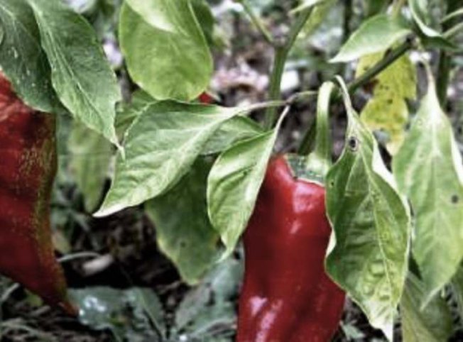 Богатырь - сорт перца, болезни