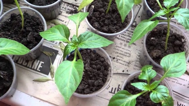 Рассада перца