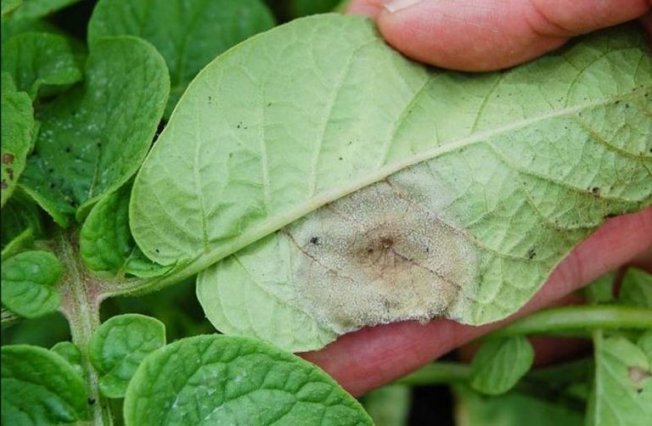 Описание фитофтороза