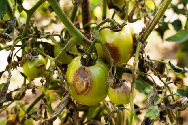 Симптомы поражения