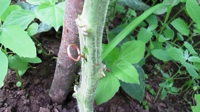 Профилактика грибковых заболеваний