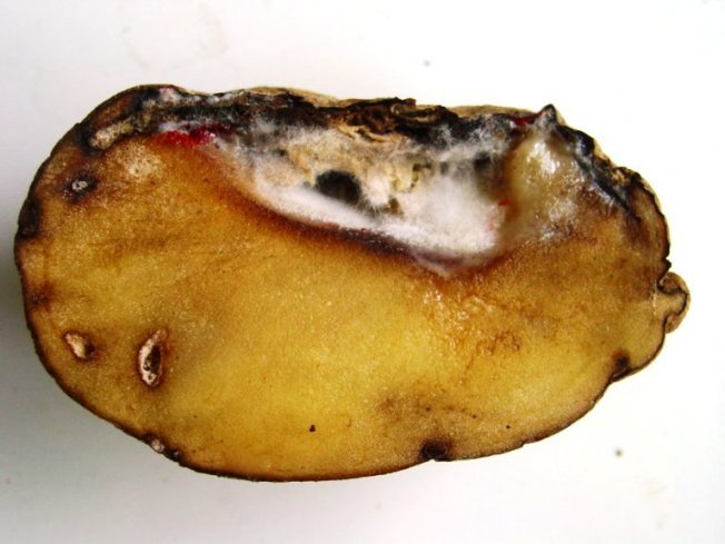 Фузариоз картофеля на фото Фузариоз картофеля на фото