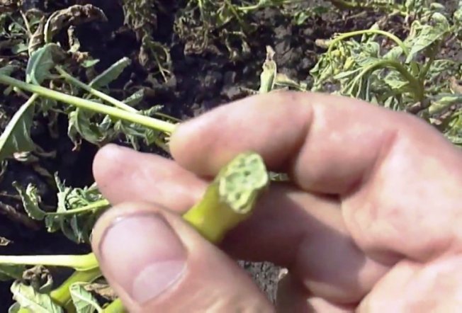 Изменение в сосудистой системе стебля Изменения в сосудистой системе стебля