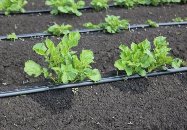 Капельный полив Капельный полив