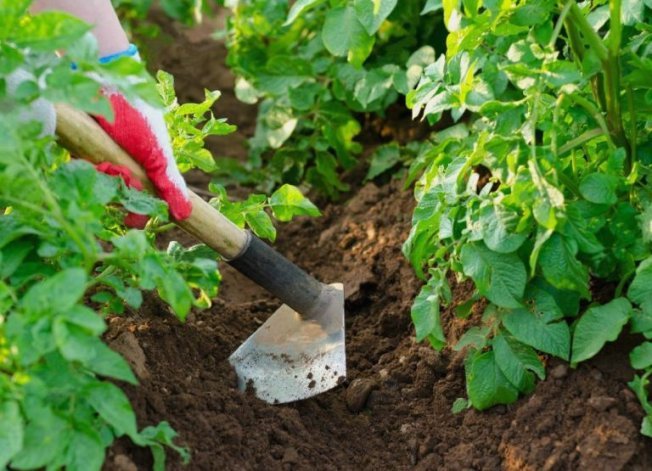 Окучивание картофеля