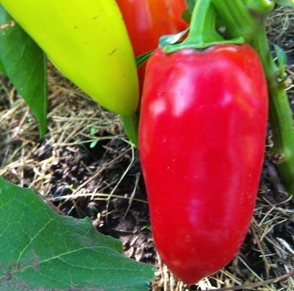 Описание и характеристики перца Ласточка