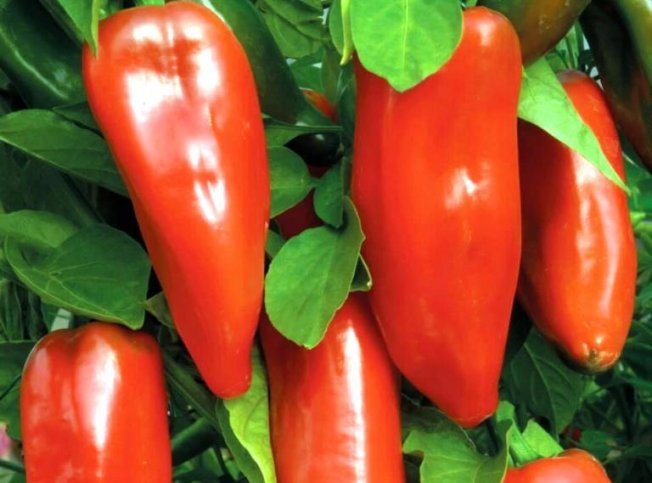 Описание плодов