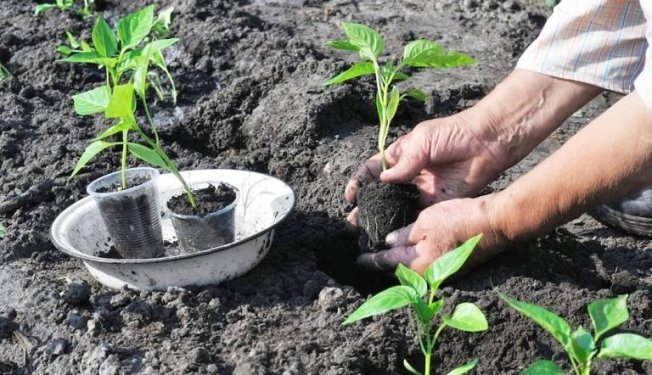 Рассада перца