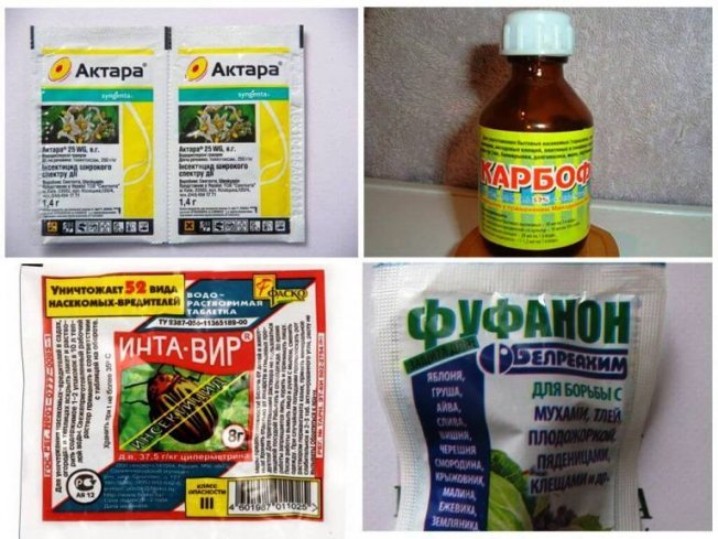 Химические средства для обработки перца от тли Химические средства для обработки перца от тли