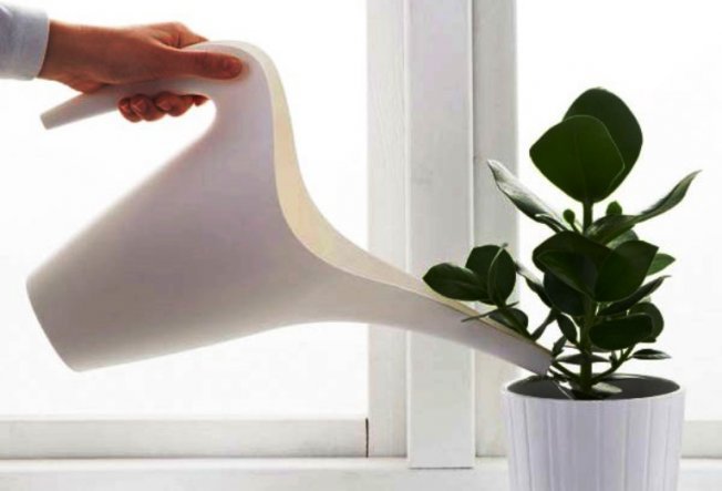 Полив фикуса отстоянной водой