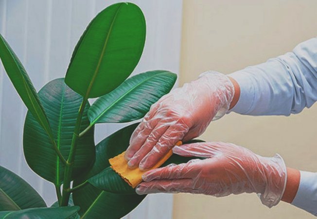 Протирать листья фикуса