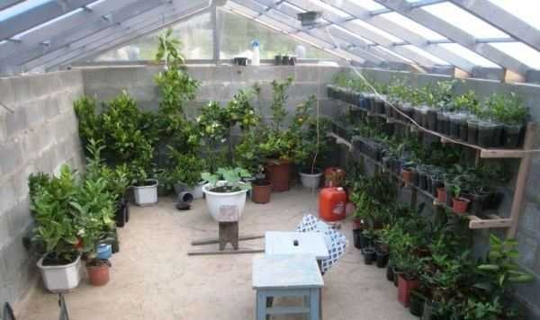 Зимняя теплица Зимняя теплица