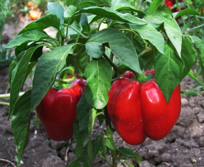 Сорт перца Гогошар