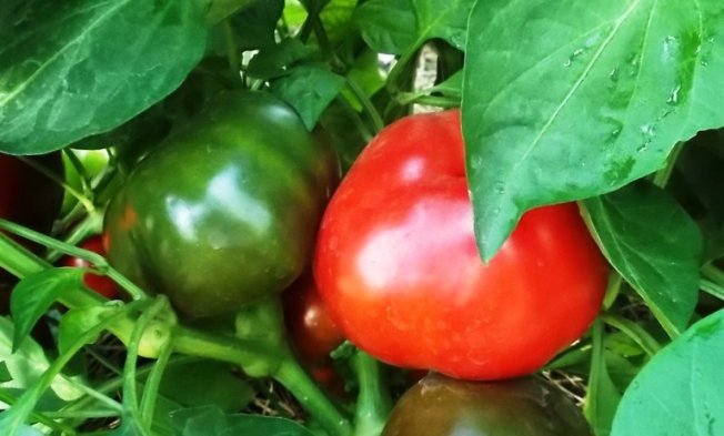 Перец Гогошар