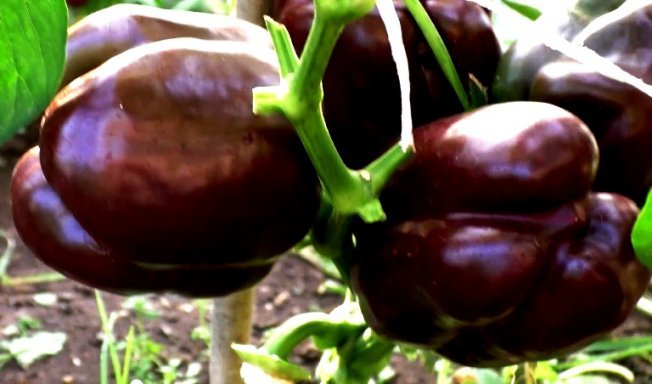 Сорта Гогошар