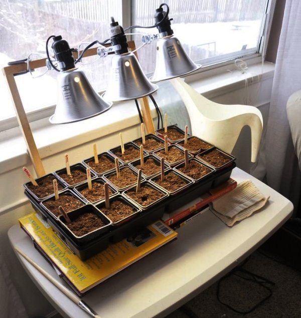 Подсветка всходов