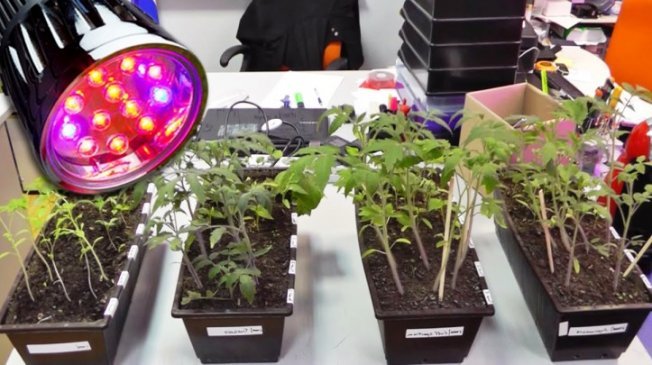 Лампы для рассады