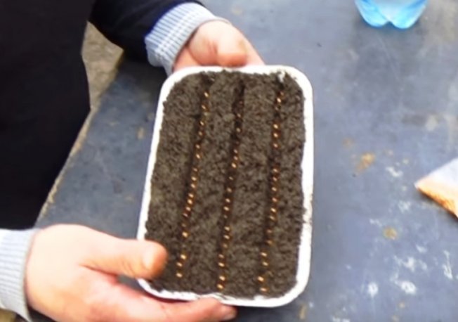 Посев баклажан на рассаду Посев баклажан на рассаду