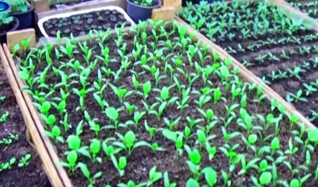 Первая подкормка после появления всходов Первая подкормка после появления всходов