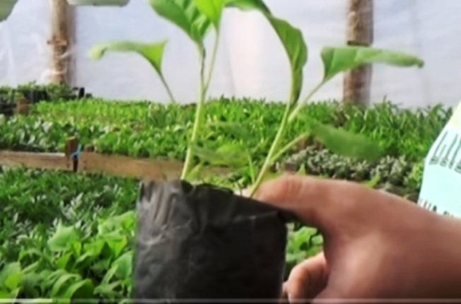 Горшочки с рассадой Горшочки с рассадой