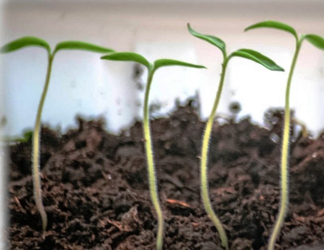 Рассада вытянулась сразу после всходов