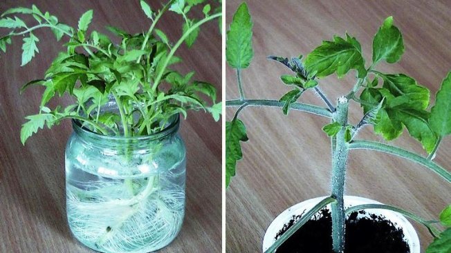 рассада помидоров