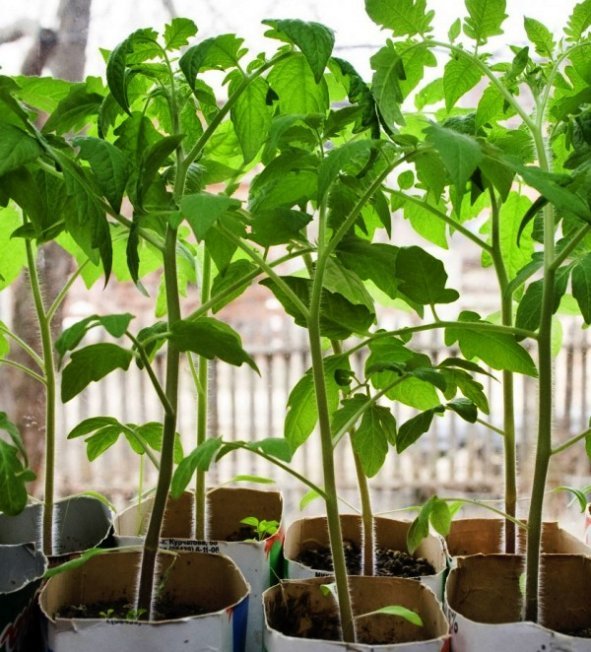 Как вырастить крепкую рассаду