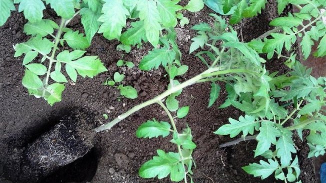 Рассада томатов