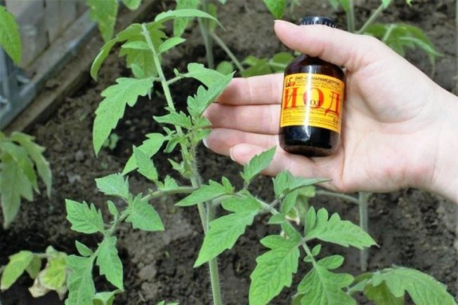Йод для подкормки томатов