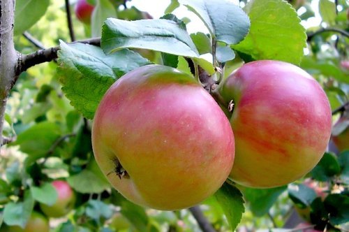 Описание сорта яблони Курнаковское