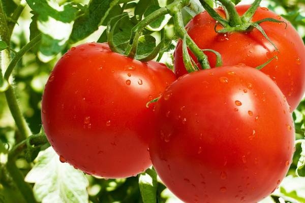 самые лучшие сорта низкорослых помидор для теплиц