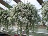 Выращивание бакопы – букет невесты на подоконнике 