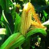 гербициды для кукурузы