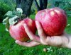 Урожайность яблони Апорт
