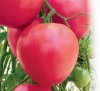 Сорта томатов для Сибири 