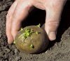 технология посадки картофеля