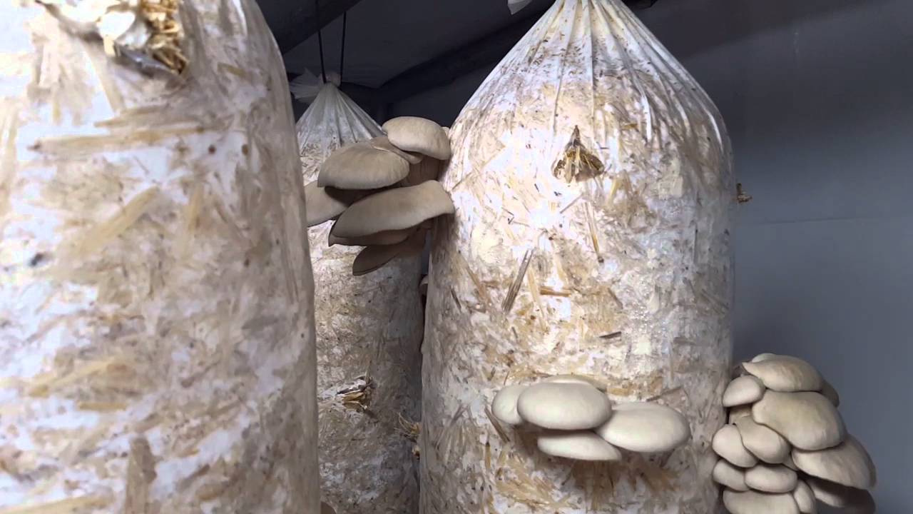 Мицелий грибов в домашних условиях